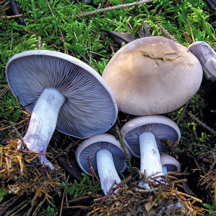 Champignon violet