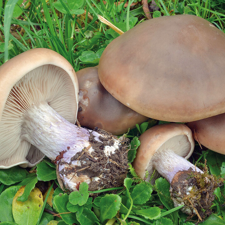 Champignon violet