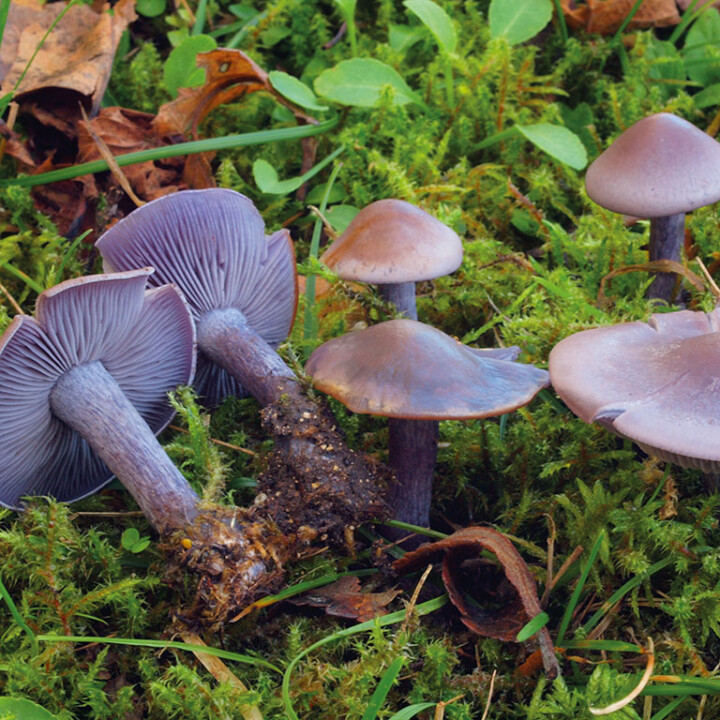 Champignon violet