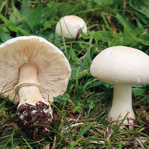Champignon blanc