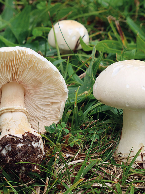 Champignon blanc