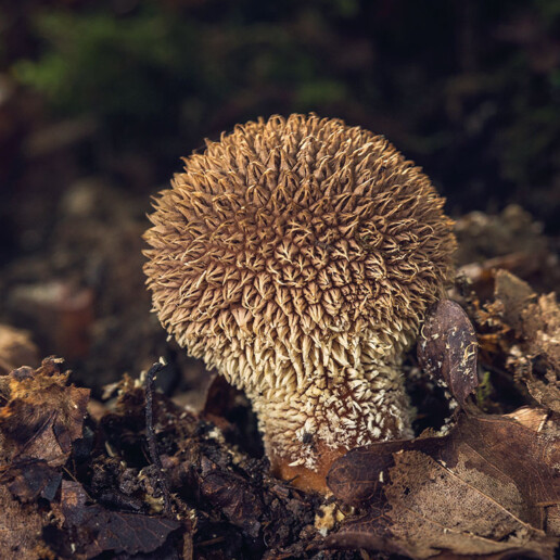 Champignon épineux