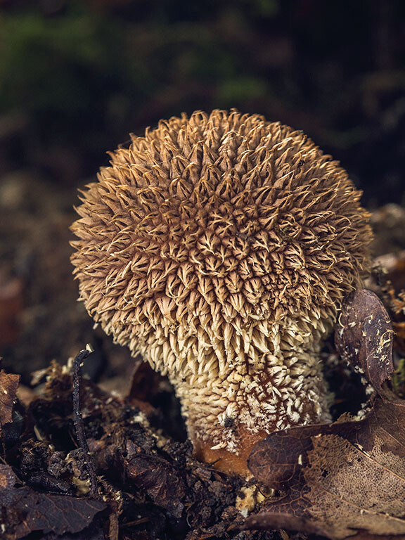 Champignon épineux