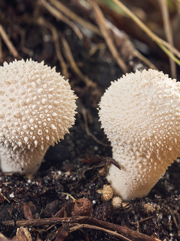Champignon vesse