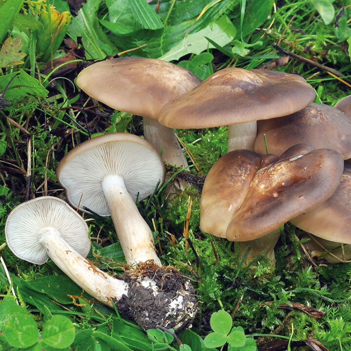 Champignon en touffe