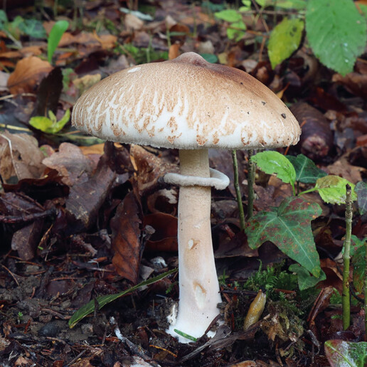 Champignon lépiote