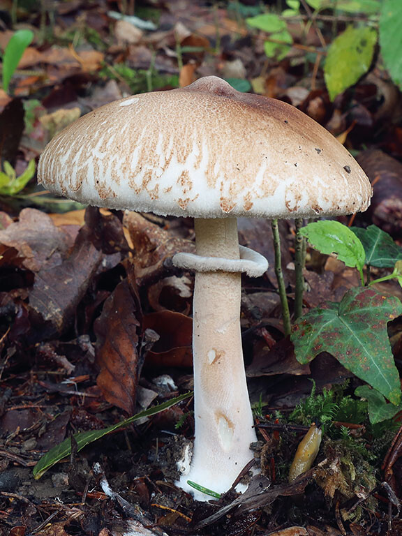 Champignon lépiote