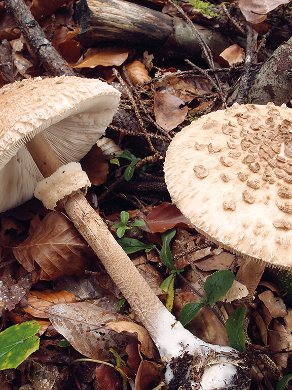 Champignon coulemelle