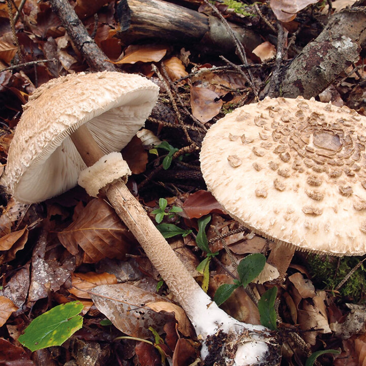 Champignon coulemelle