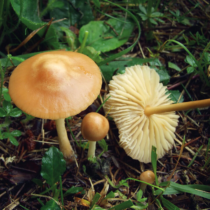 Champignon mousseron