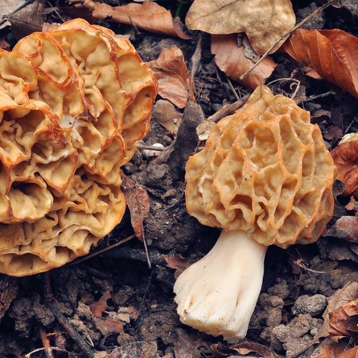 Ou et quand trouver des morilles ?