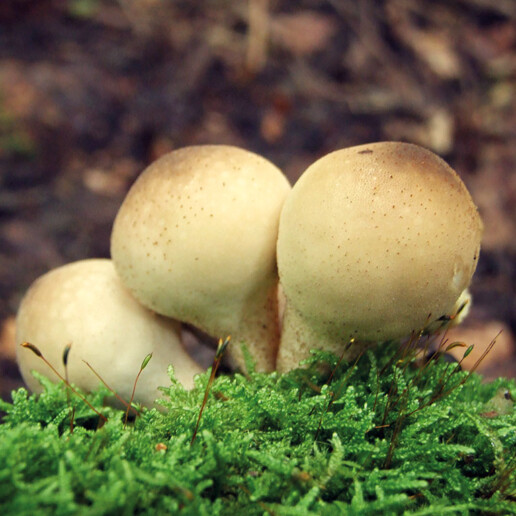 Champignon boule