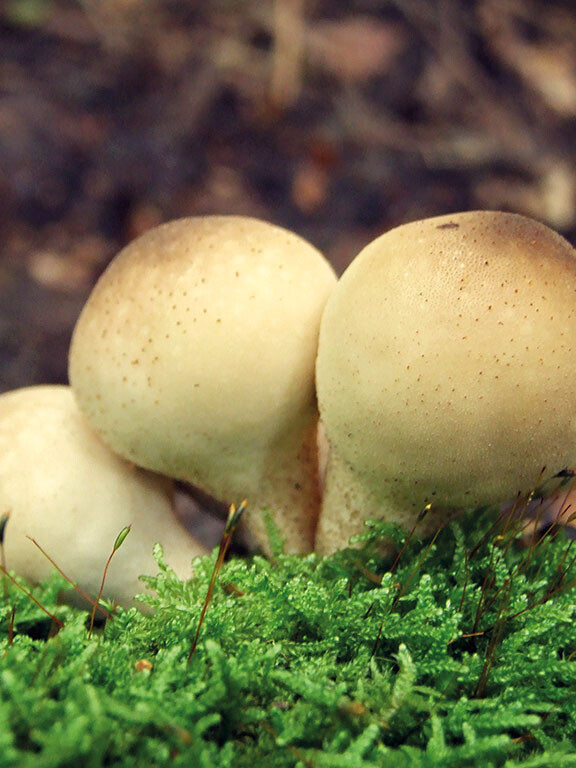 Champignon boule