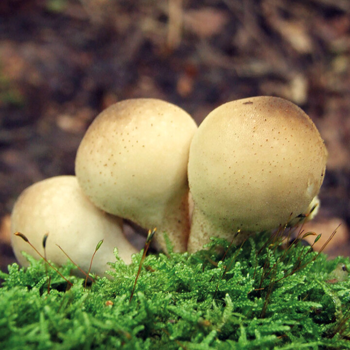 Champignon boule