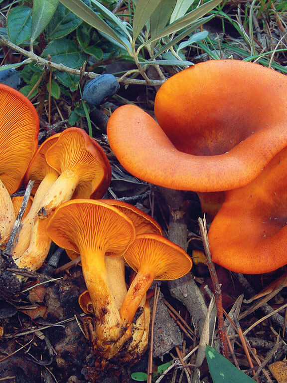 Faux clitocybe Un chapeau et un pied à lames décurrentes de couleur jaunes