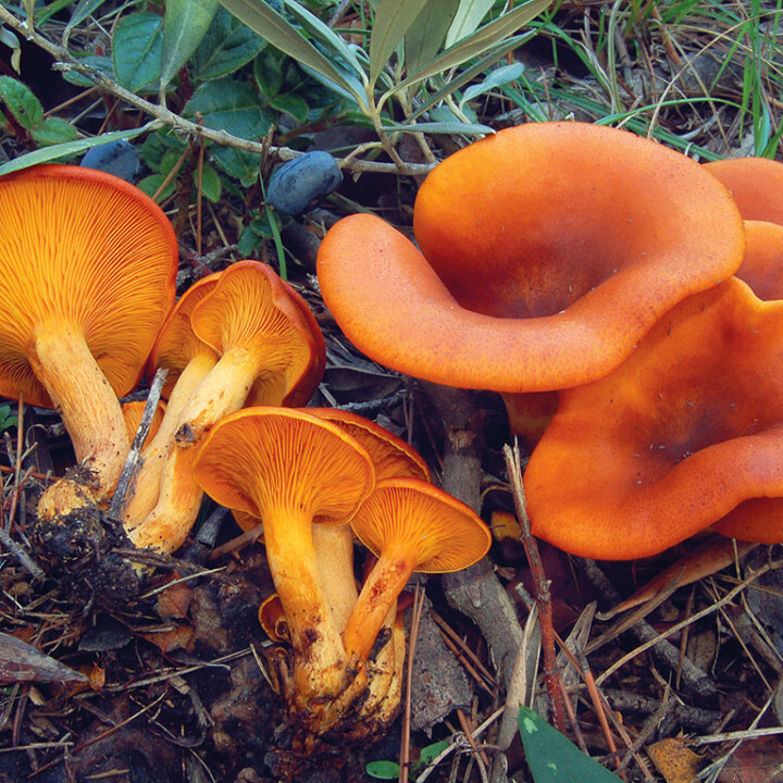 Faux clitocybe Un chapeau et un pied à lames décurrentes de couleur jaunes