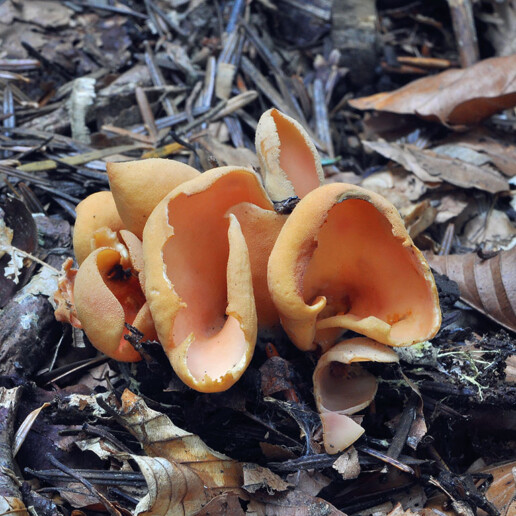 Champignon oreille