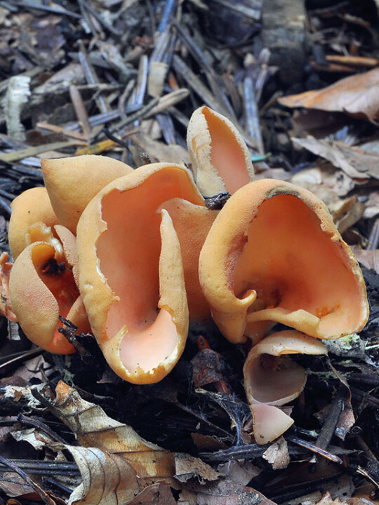 Champignon oreille