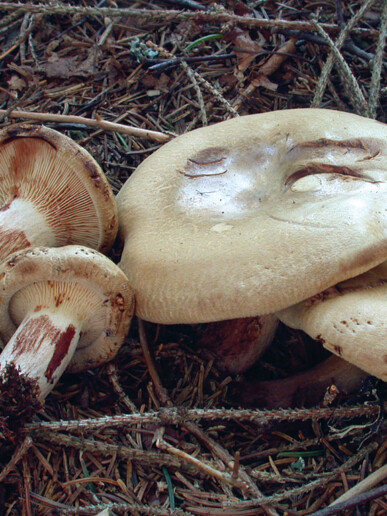 Champignon mortel