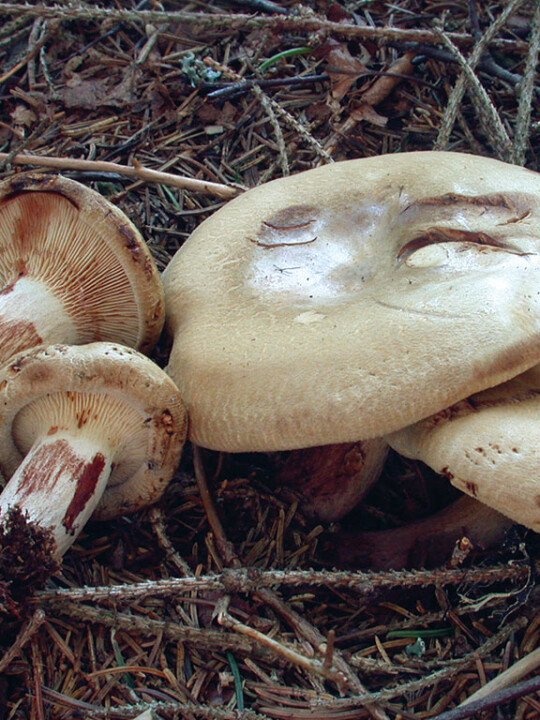 Champignon mortel