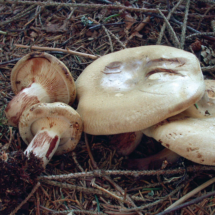 Champignon mortel