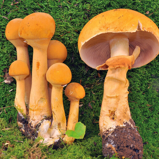 Champignon jaune