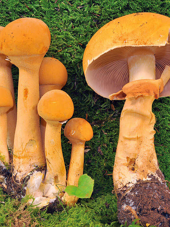 Champignon jaune