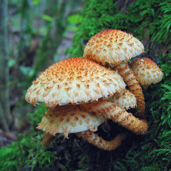 Champignon écailles