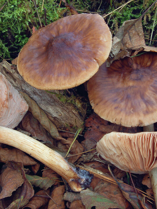 Champignon lames roses