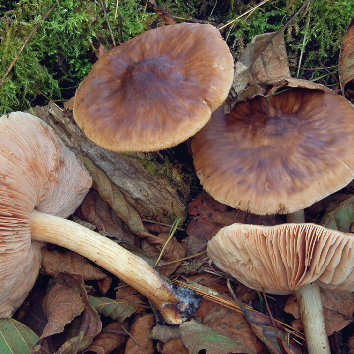 Champignon lames roses