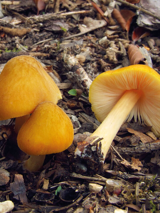 Champignon jaune