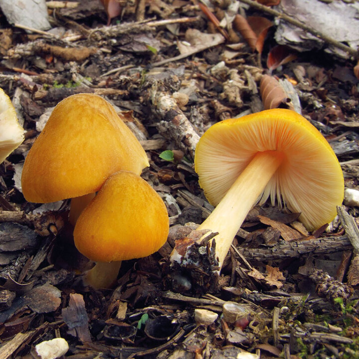 Champignon jaune