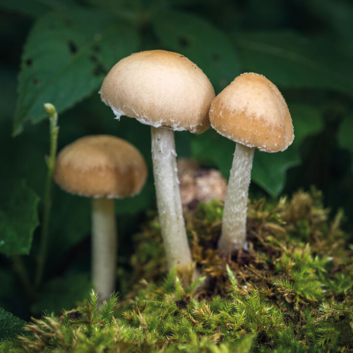 Champignon psathyrelle