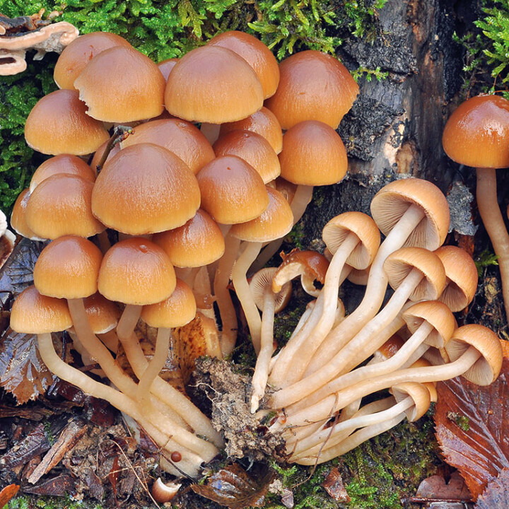 Champignon psathyrelle