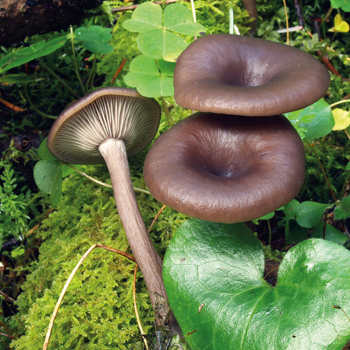 Champignon clitocybe