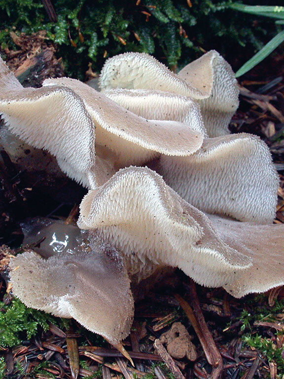 Champignon gélatineux