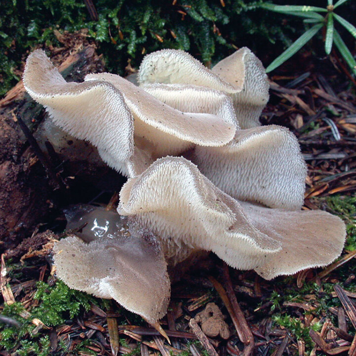 Champignon gélatineux