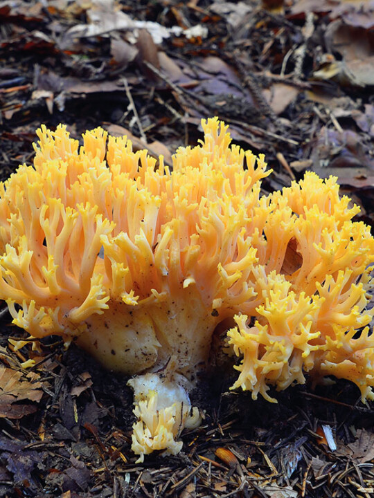 Champignon clavaire