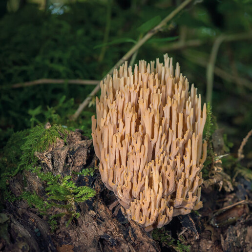 Champignon clavaire