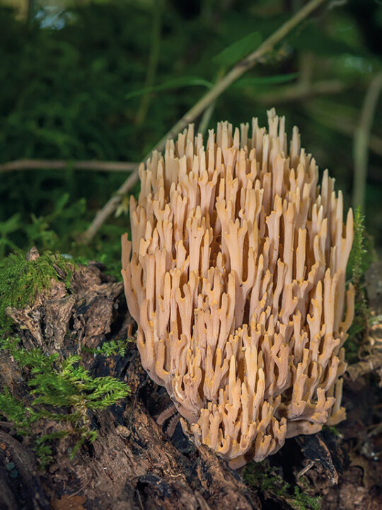 Champignon clavaire