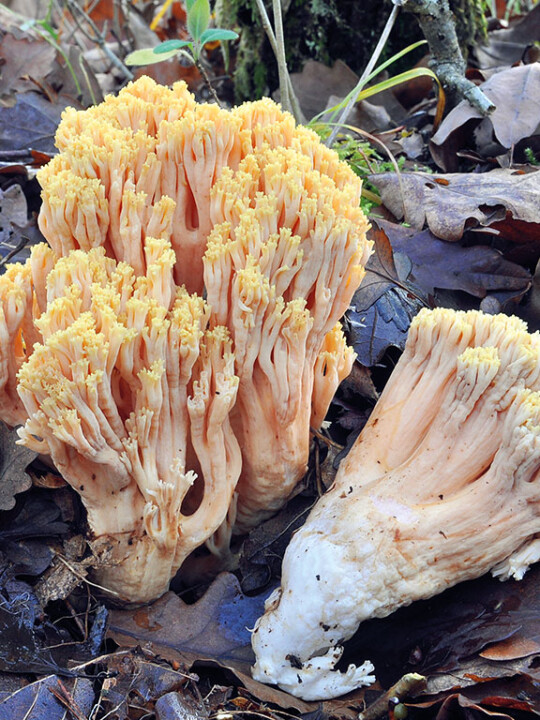 Champignon clavaire