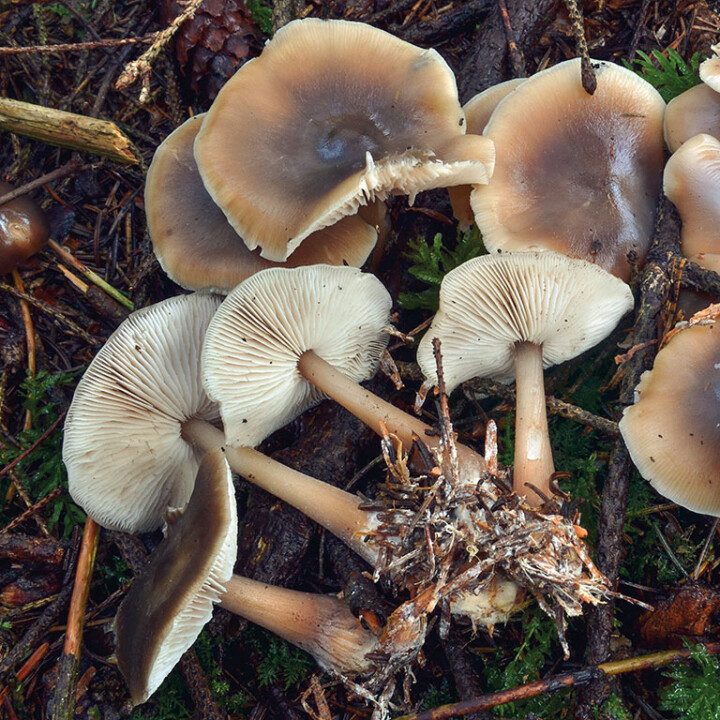 Champignon collybie