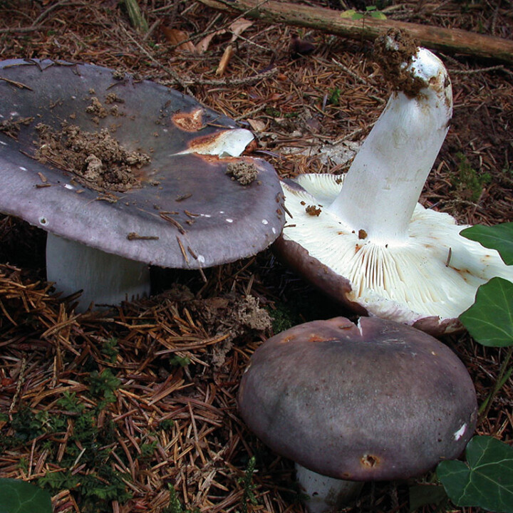 Champignon charbonnier