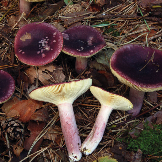 Champignon violet
