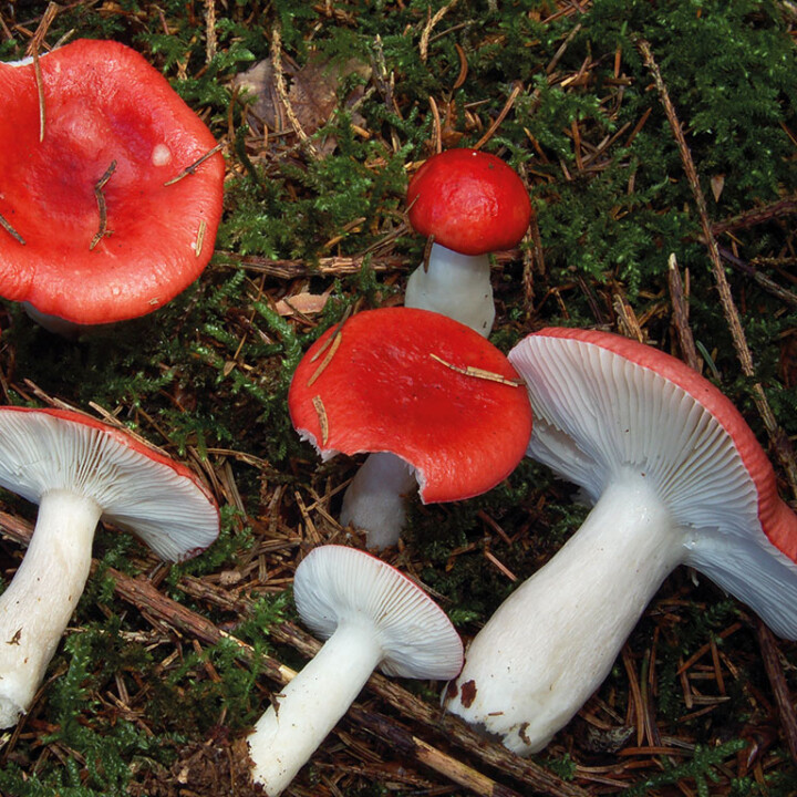 Champignon russule rouge
