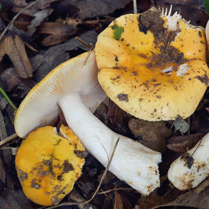 Champignon à chair cassante