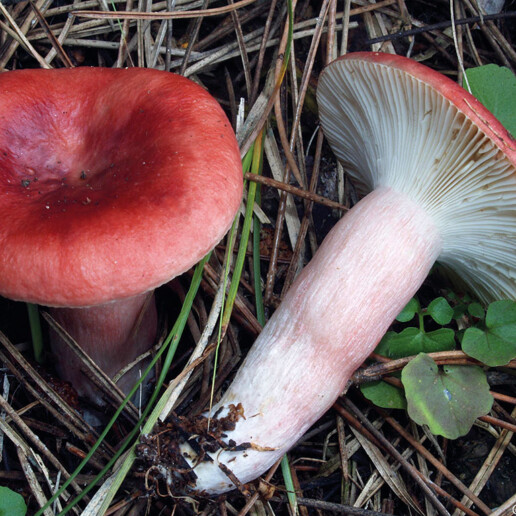 Champignon rouge