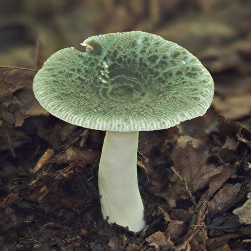 Champignon vert