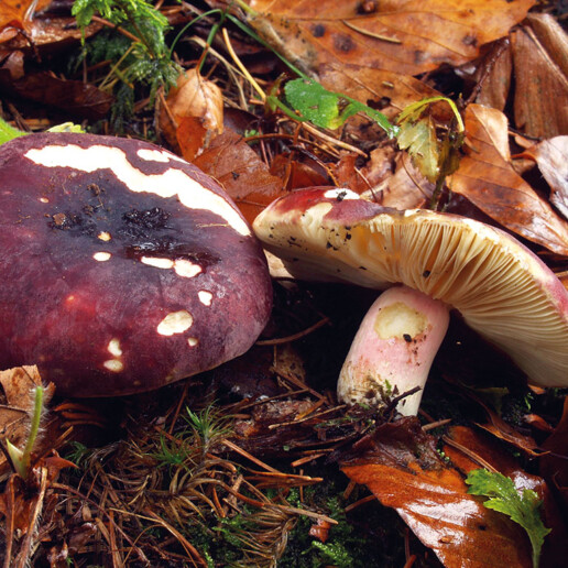 Champignon russule pourpre