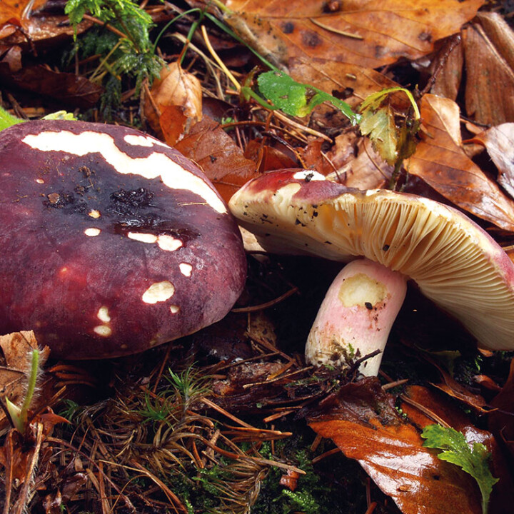 Champignon russule pourpre